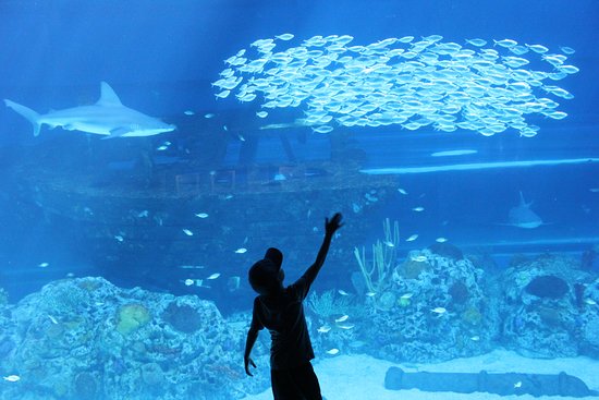 Texas State Aquarium